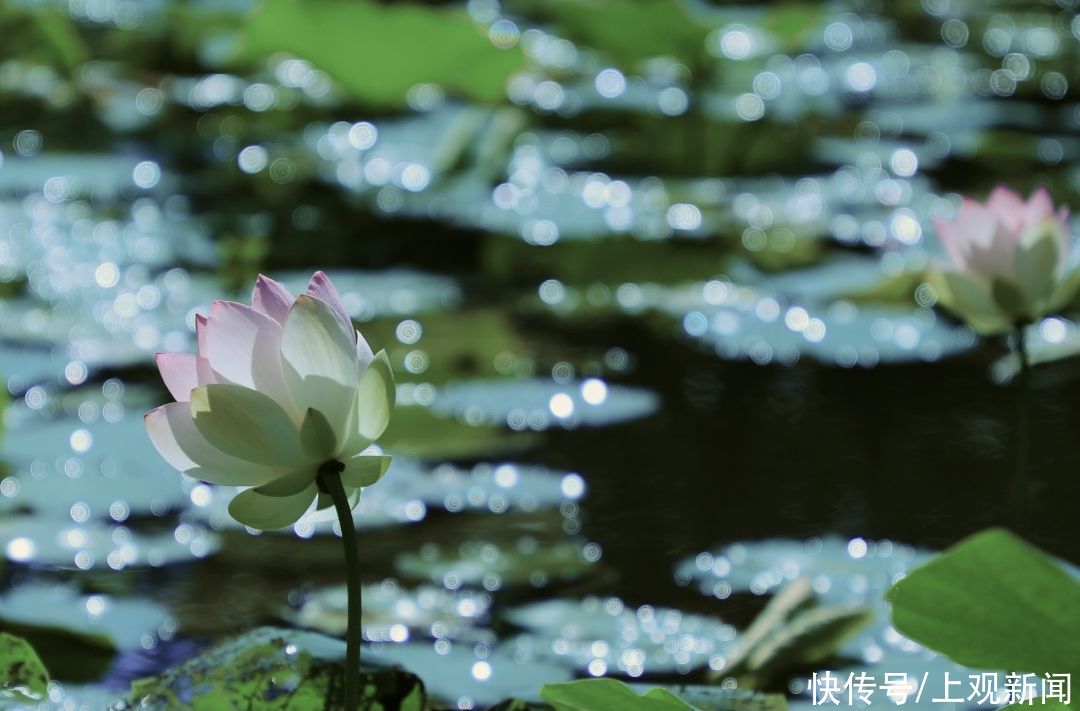 东坡|今日端午，上大与你一起迎接盛夏的到来