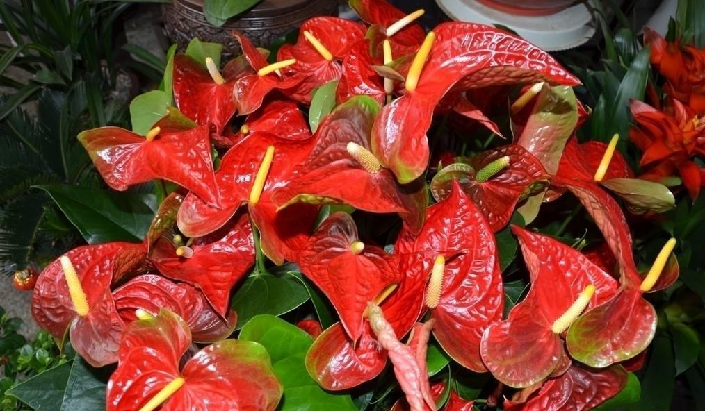 子株|红掌这么养，每年开花，爆盆，1盆变10盆