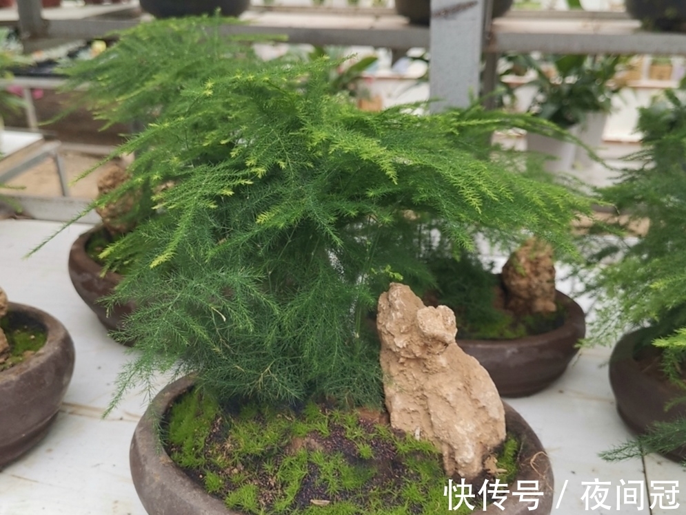 怎样让文竹保持低矮造型?在养护时,只需给它做这几件事