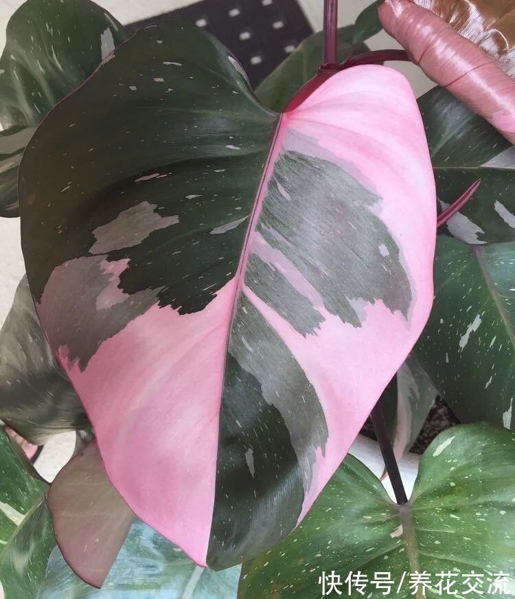 上百块一盆的粉公主蔓绿绒，比粉刚果蔓绿好太多，适合你养吗？