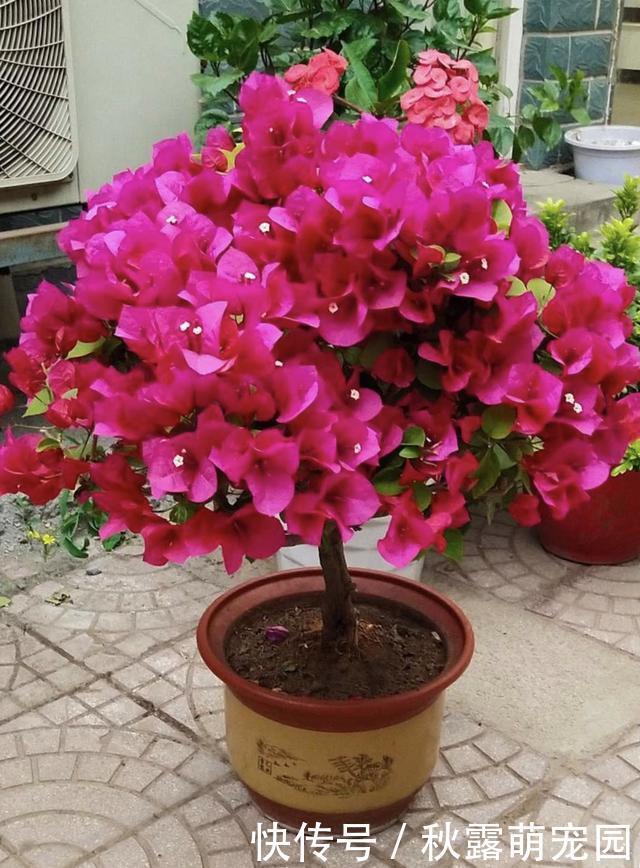 三角梅不开花?黑袋子里“逼一逼”,花期持续到“国庆”