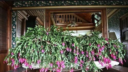 此6种花,给多少钱都不卖!个个都是养花牛人的杰作,价值上万