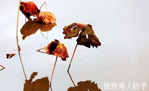 荷叶绿!一季繁花今渐落,满塘荷叶绿中残;八首婉约词,领略秋荷的美