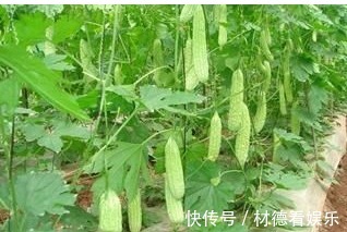 微量元素|女人常吃苦瓜好处多,能促进饮食、消炎退热、美容护肤