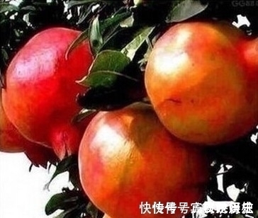 果实|养花不如栽果树,试试种几款果树,果子大又甜