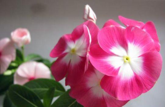  4款花超好养，一年三季开花，对待新手超友好，美极了