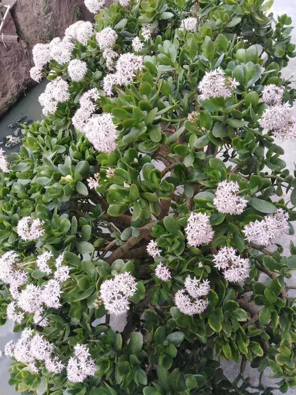 好事|4种花有灵性,平时难开花,一有好事就开花!