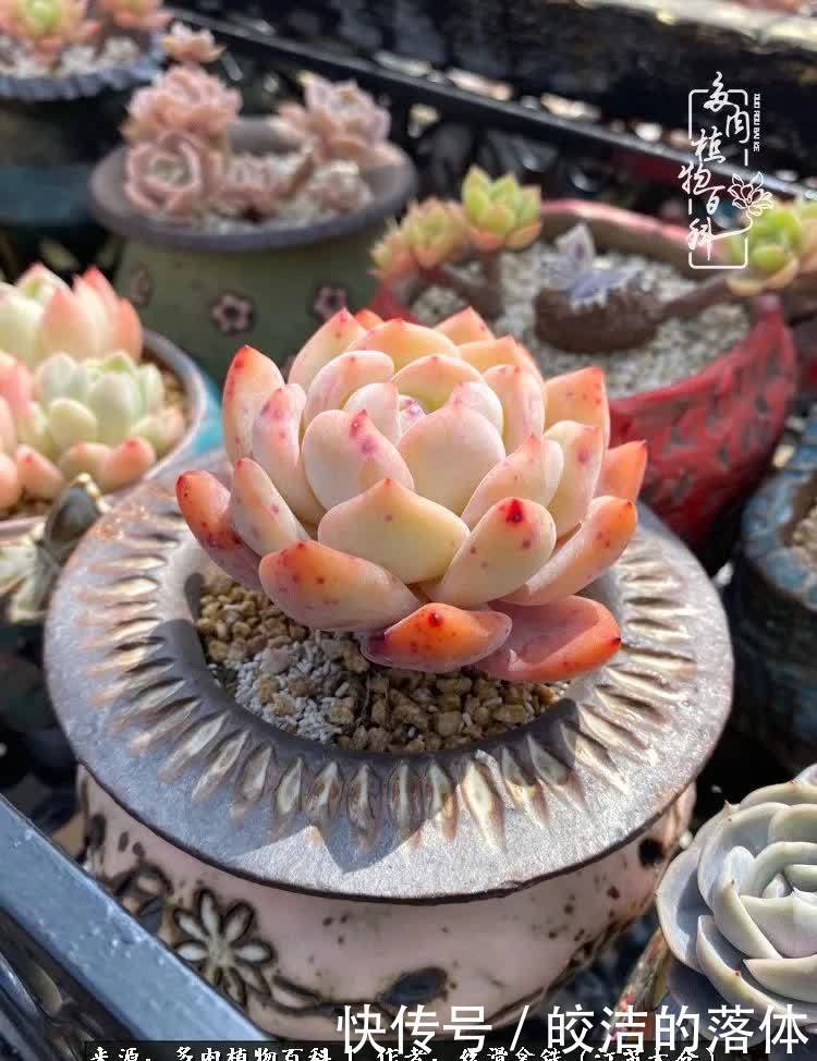阳光露台多肉,天时地利人和!美肉知时节,当春乃发生!