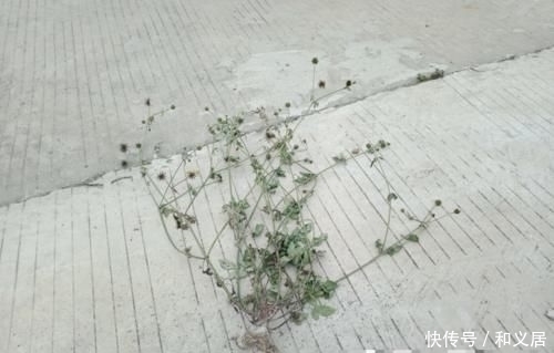 拔掉|因果实原因,常被拔掉,殊不知此为“鬼见愁”,极为珍贵