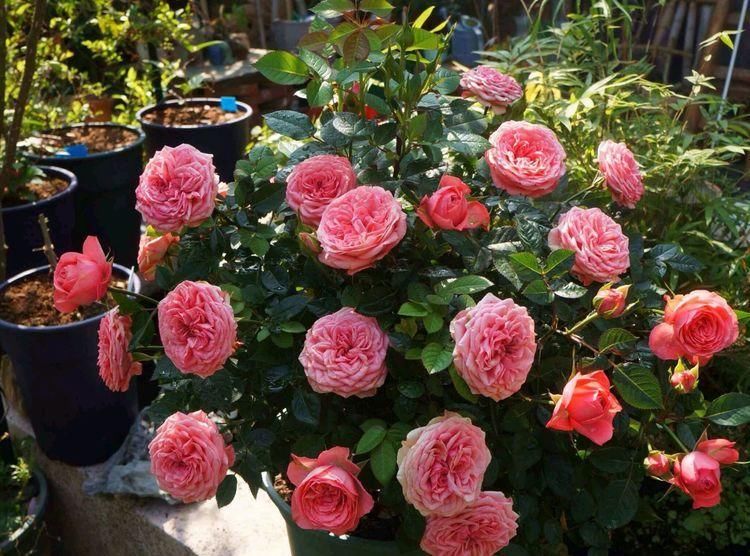 太阳花|5种漂亮花，夏天要“强剪”，剪的狠，花枝多，开出一盆花