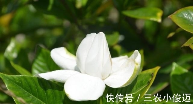 根系|栀子花养了好几年就是不开花, 做足这两点, 年年都爆盆