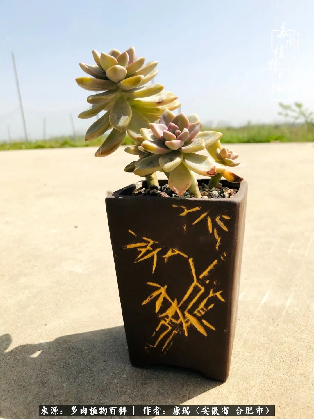 养肉之路,道阻且长,累的是身体,净的是心灵!