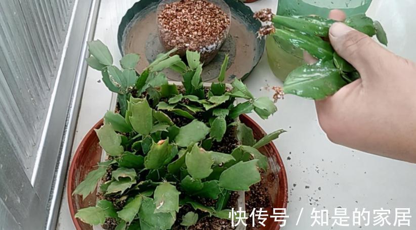 茎干|秋冬养花就养它们,好活漂亮,动手多扦插几盆,阳台马上变花海