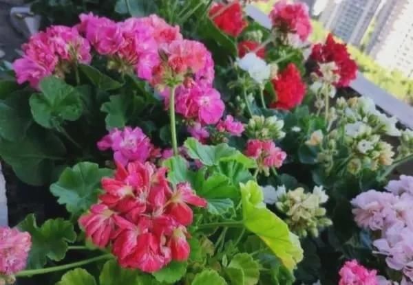 有暖气的地方,我建议你在室内养这6种花,整个冬季天天有花赏