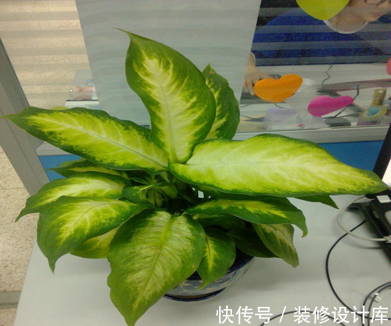 植物|浇花，用好这4种“水”，效果就像打了激素，刺激植物疯长