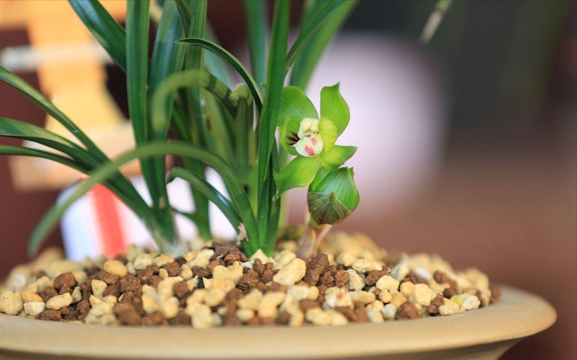 养兰花,3处“细节”做到位,枝叶常青,花香更持久