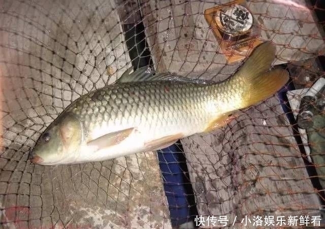 办法|不管你信不信,这些发生在钓鱼人身上的事情,总是没办法解释