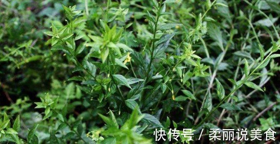 野菜|菜市场遇到3种菜必须买，个个都是宝贝，养生价值特别高