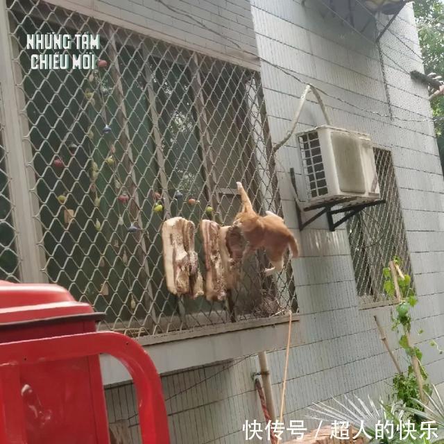 |拍迪士尼烟花翻车现场 冷段子2008