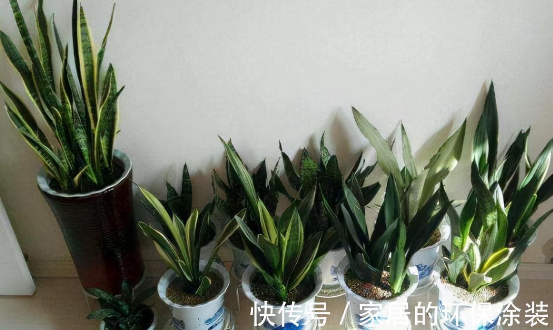 进入10月，建议扦插5种花，温度适宜利于生根，成活率直线上升