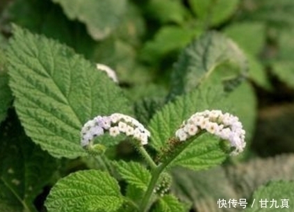 有利湿|农村这些野菜,能利湿退黄、疏肝止痛、治疗气管炎,没吃过就亏咯