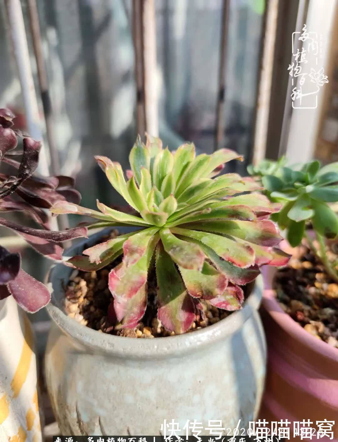 养肉多年,从未出坑过!养多肉是我最喜欢最坚持的爱好!