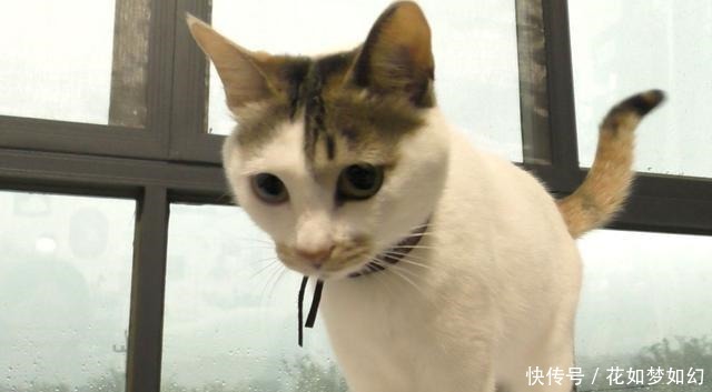 辟谣 喵叫原是猫与人沟通的独特语言 听懂猫语更好了解爱猫状态 广西供求信息 辟谣 喵叫原是猫与人沟通的独特语言 听懂猫语更好了解爱猫状态 广西供求信息