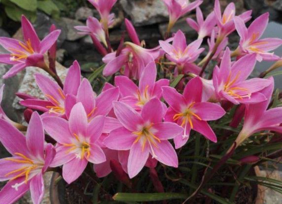 几种花，开花漂亮又好养，越旺开花越多，花开满盆