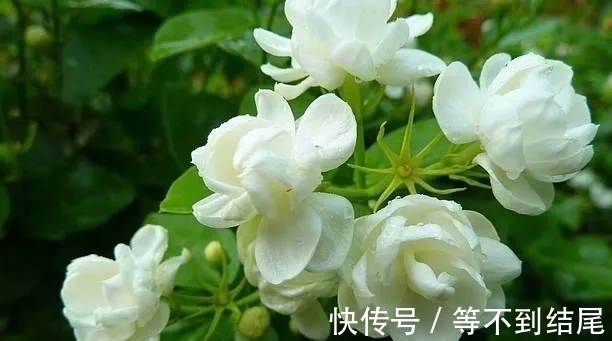 凤仙花|颜值超高的几种花卉，花大色艳，仙气十足，谁见了都想养