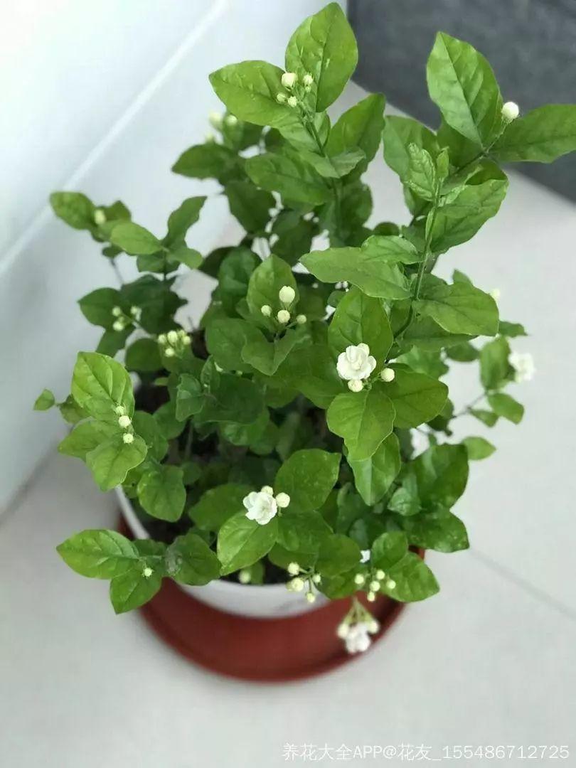 长寿月季花后赶紧剪一刀,剪完就开花,一直剪一直开!