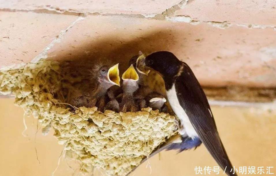 屋檐|俗语“燕知寒门,狗知新婿”并非迷信,其实有一定科学依据