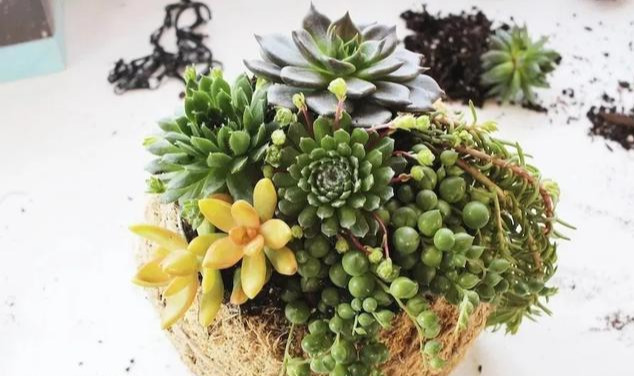 室内绿植种花不用盆,揉一个小球吊起来就让家里美翻