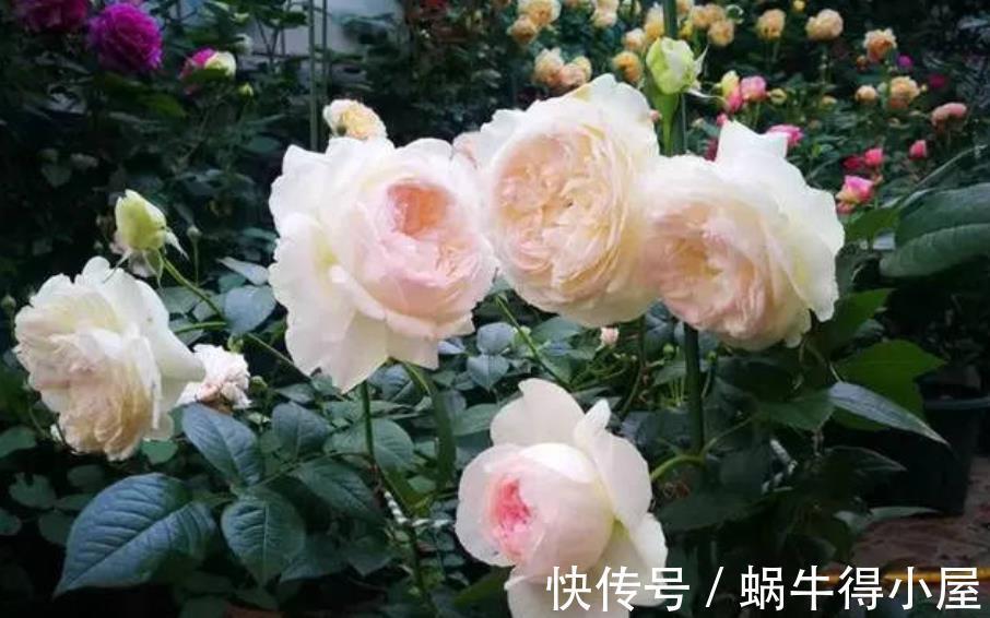 人气|人气颇高的10种月季，有人喜欢有人厌，找到合适的才是正确的