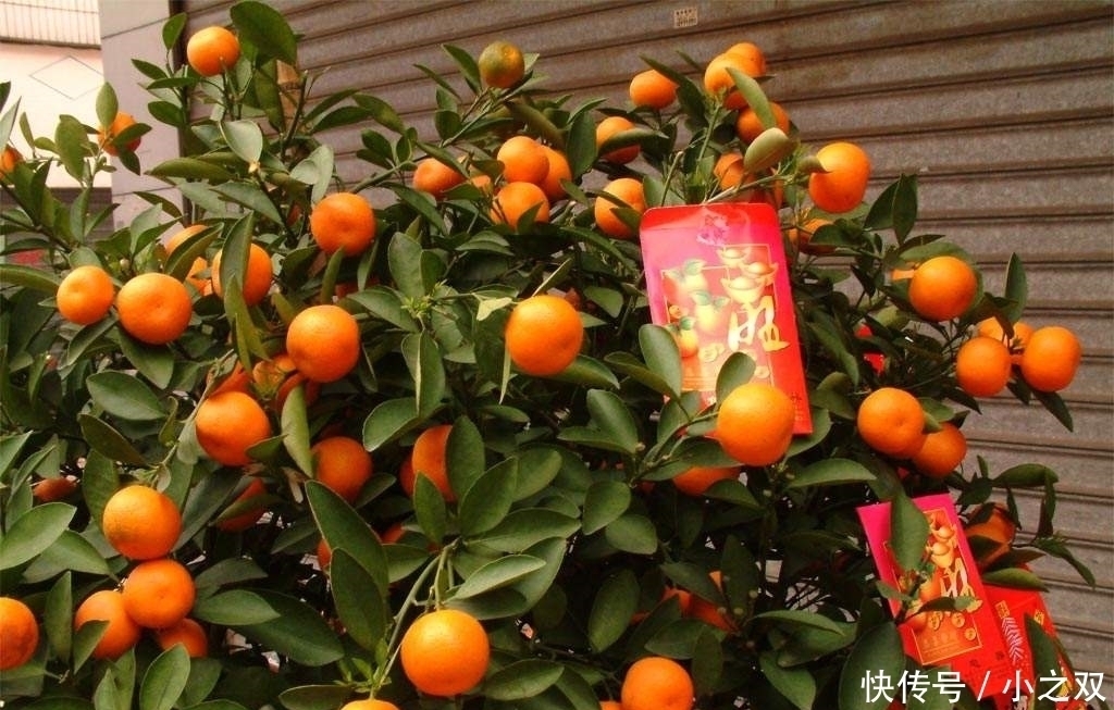 门前要种“镇宅树”,“6种树”正合适,枝繁叶茂,年年开花结果