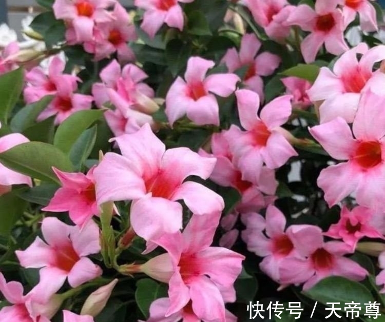 4种花养家里,福旺运旺财更旺,开满整个花盆,快养起来吧!