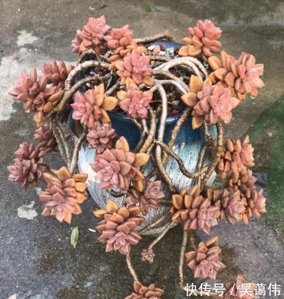 多肉姬胧月,虽然已经沦为赠品,但是养出状态金不换