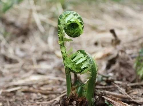 荠菜|孩子补钙多吃的蔬菜,促进骨骼发育,好吃不贵,效果比钙片好