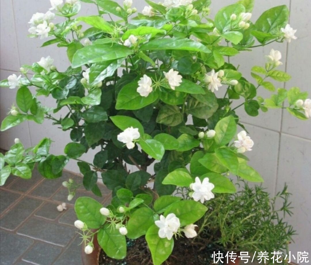 养护|茉莉开花少,咔咔剪几刀,枝头长满花苞