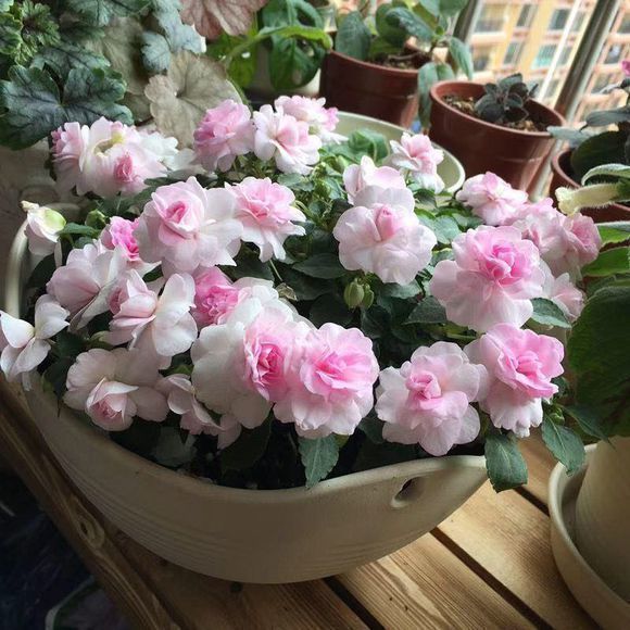 绿萝|养此款花卉，好养如绿萝，简单易成活，纯洁美