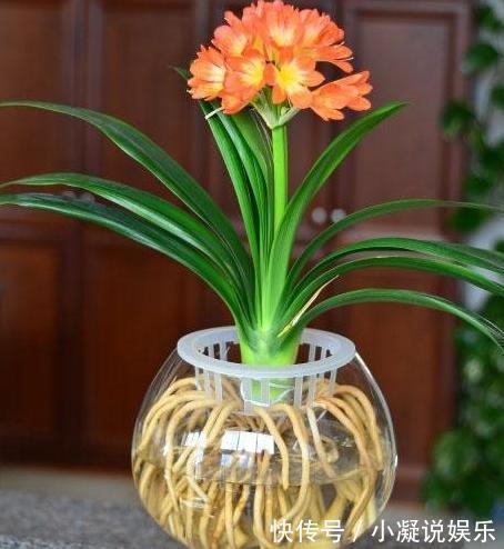 这6种花新年家里养上一盆,满屋清新,年年喜庆招财,金玉满堂!