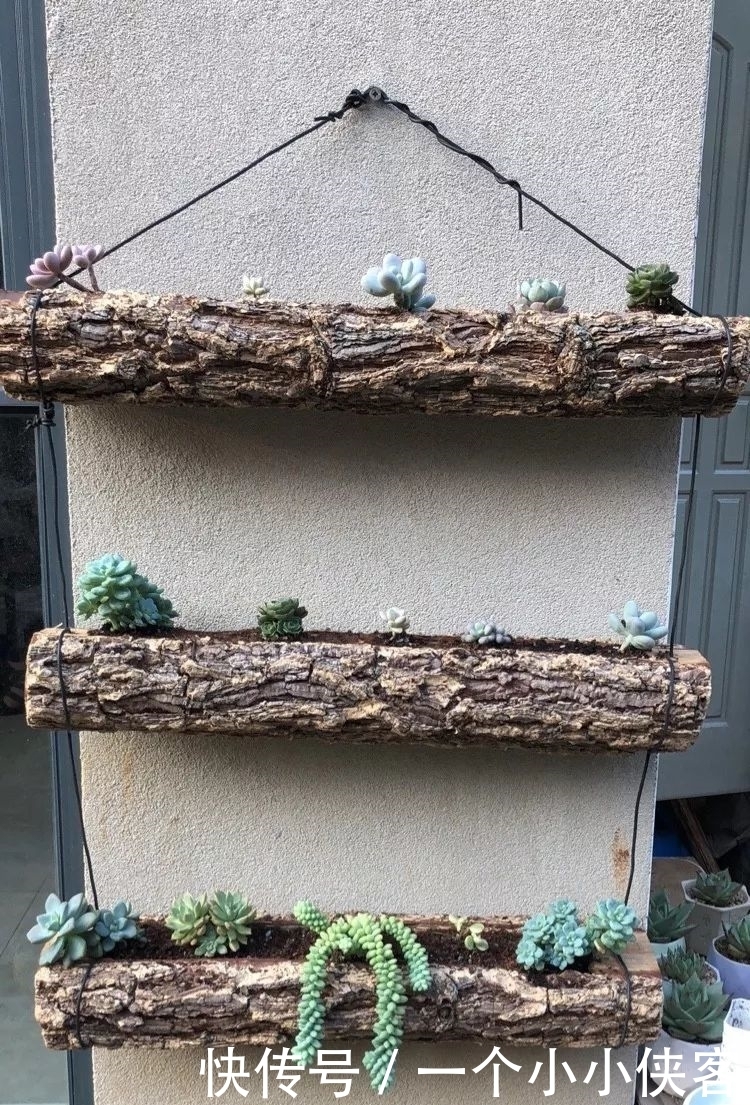 多肉盆栽:强迫症养多肉,必须整整齐齐,一颗也不能乱