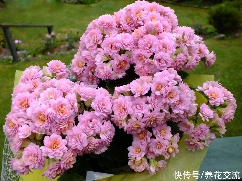 日照|满足短日照的环境,长寿花四季都在开花,神奇的开花型多肉植物