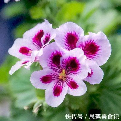 盆栽|阳台养什么花?4种小盆栽真不错,开旺了满阳台爬