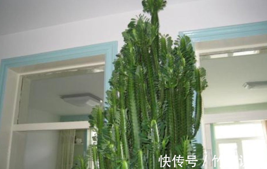 栀子花开|越穷越要养的“3大镇宅花”,既养人又运财,图4养好值不少钱