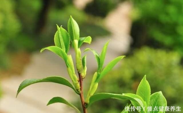 夏天养茶花,掐芽工作做好了,花苞才能“咕噜”冒!