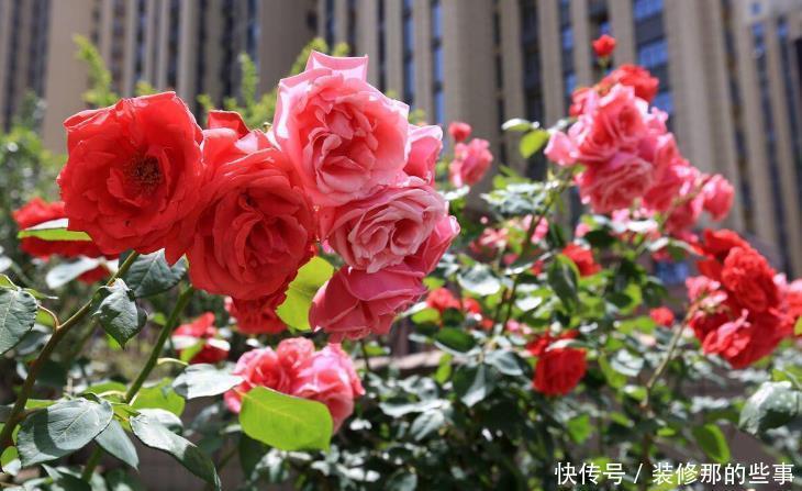 废油|月季、君子兰、茉莉,这3样花超爱吃油,用好了呼呼长不停