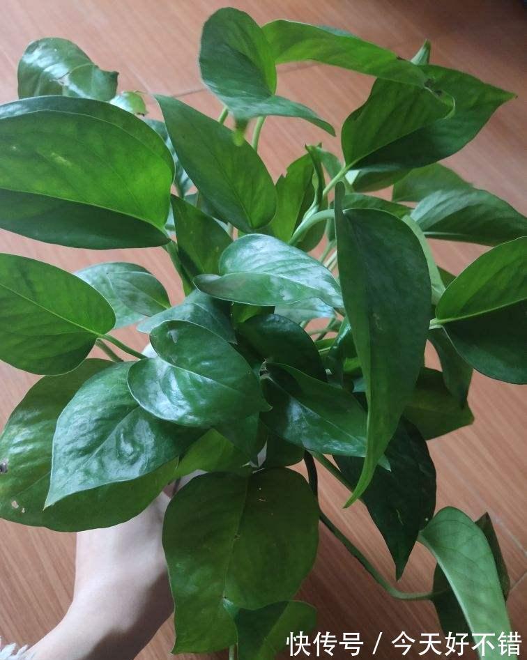 4种花10月份要及时翻盆,今年才会继续开花,不然全烂在盆里