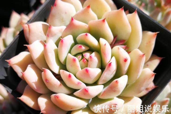 优点|多肉苯巴和蒂比都不易上色,但换盆的时候我决定淘汰蒂比而留苯巴