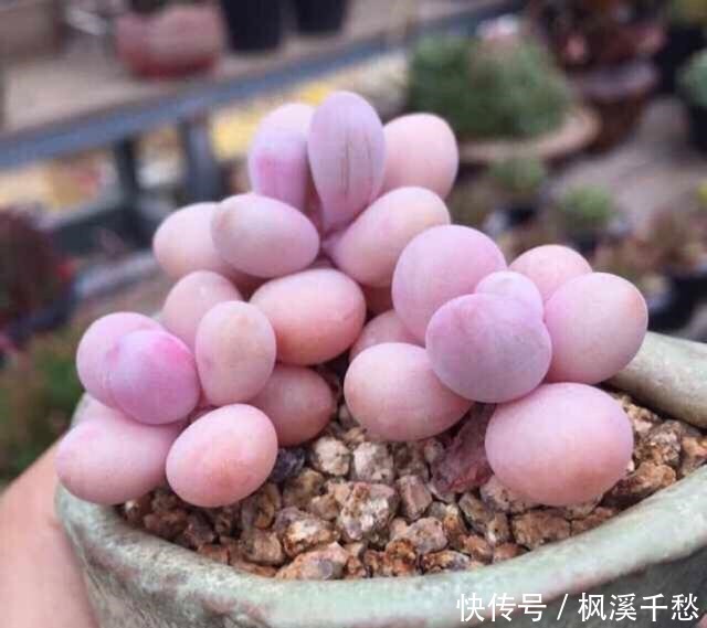 多肉植物桃蛋有“3怕”,避开了才能养出绝美状态!