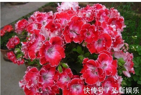 年年花开不断,一不小心就爆盆,养护也是超级简单